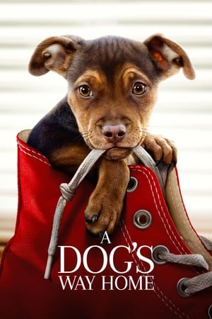 A Dogs Way Home (2019) Hindi Dual Audio 480p Web-DL 300MB - Movierulz